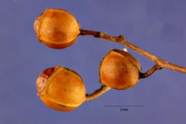   Fruits:   Ludwigia alternifolia ; Photo by J. Hernández, USDA-NRCS Plants Database
